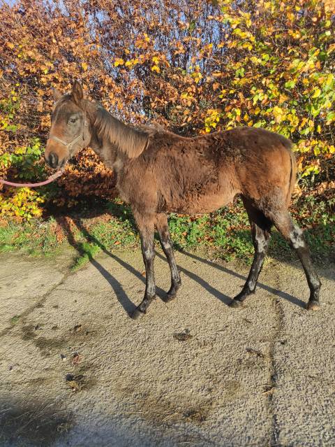 Opportunité : grande pouliche de sport