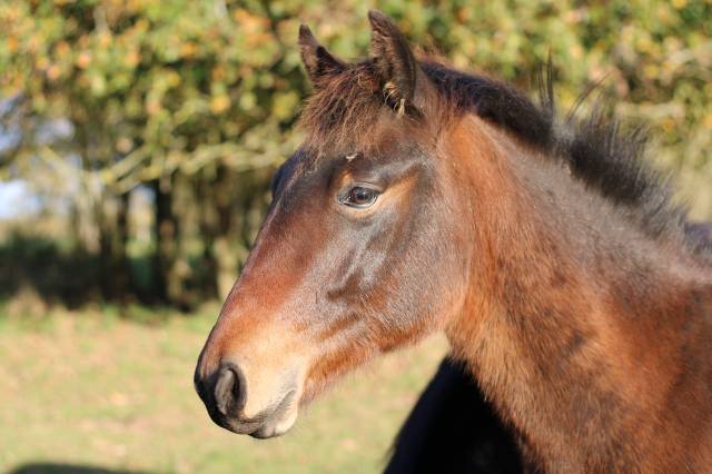 Poulain 2025 par boxoffice du pena