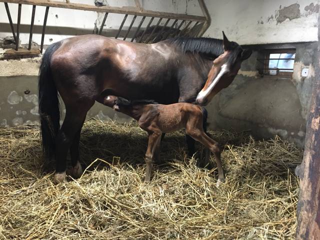 Jument poulinière sf.a