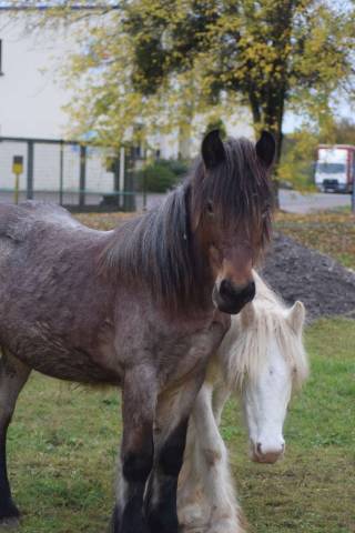 Irish cob