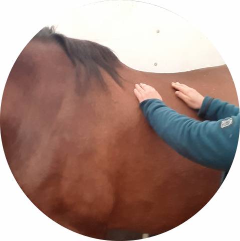 Enseignante praticienne reiki pour animaux et humains 