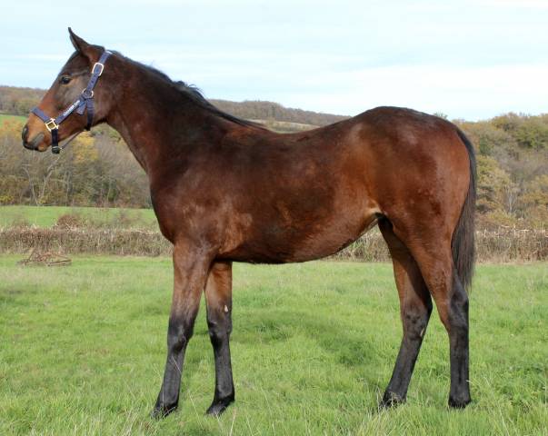 Pouliche aqps pour course 