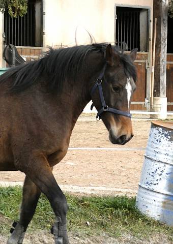Poney welsh part-bred 3 ans