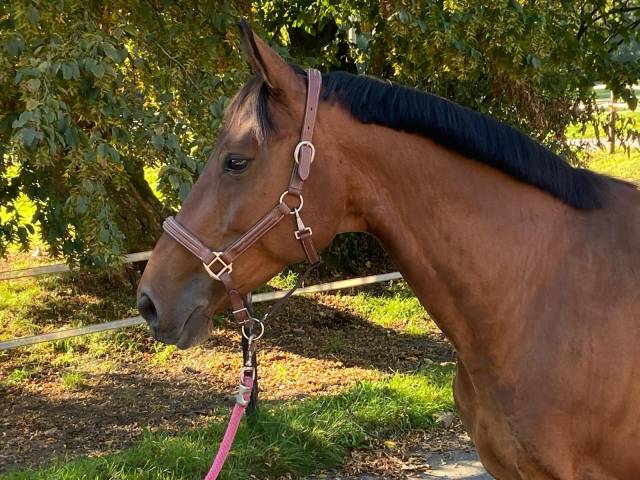 Super jument de sport potentiel 110/120