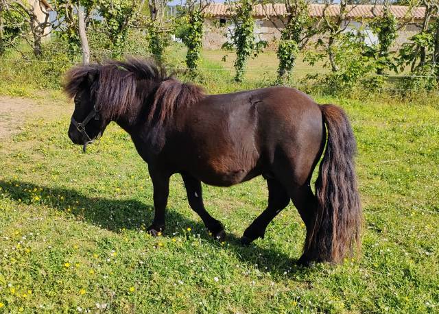 Poney shetland 