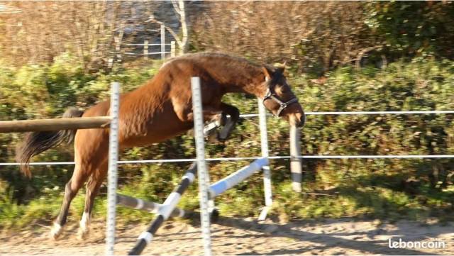 Welsh part-bred 6 ans