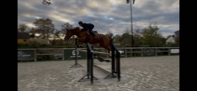 Jument sfo 5 ans par vicomte de la loge