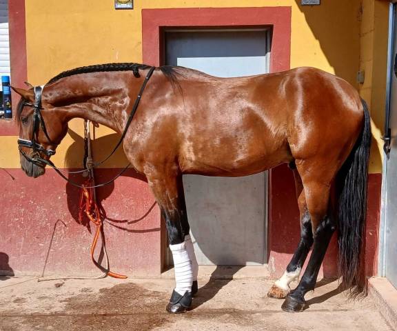 Un jeune cheval qui pense déjà comme un adulte