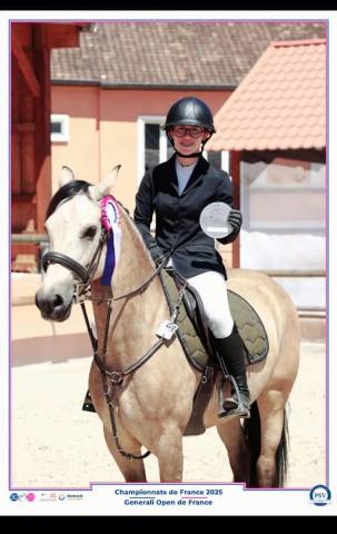 Mâle welsh cob pp 2 ans 