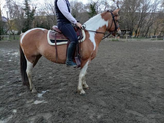 Jument paint horse × haflinger