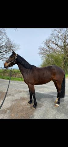 Jument de 6 ans à vendre