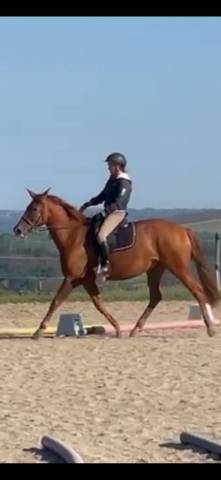 Jument pre de sport/loisir