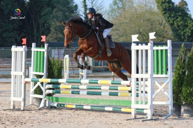 Hongre aa 5 ans - vu en concours récemment 