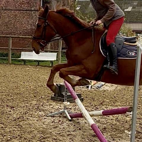 Jolie star blonde - jument de 6 ans