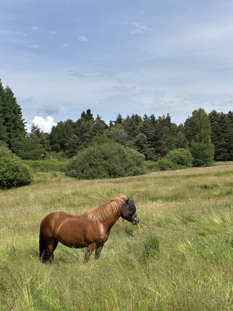 Jument oc de 4 ans à vendre 