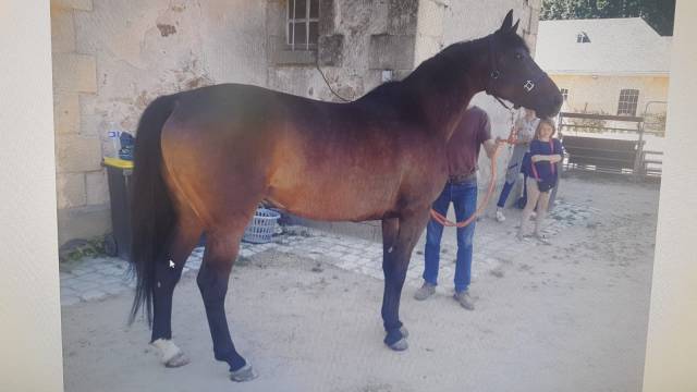 Poulinière sf pleine (et possible suitée)