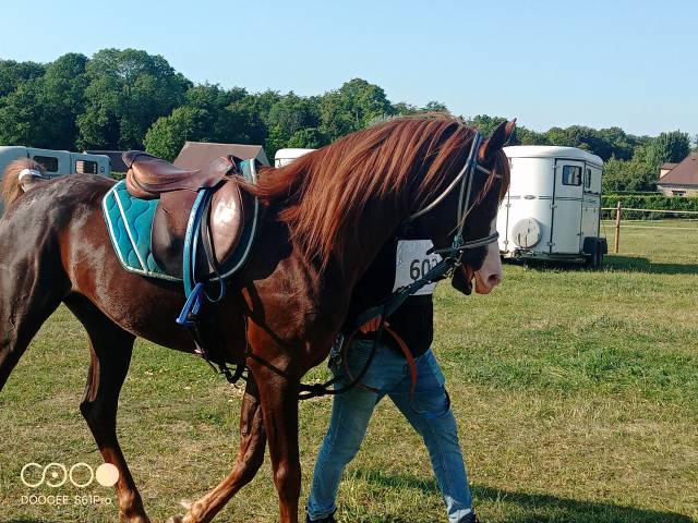 Avalon in shepes, entier ar 11ans