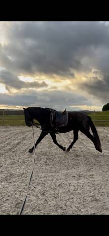 Cheval pure race espagnole 