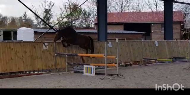 A vendre petite pépite 