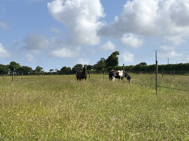 Pension cheval - ecuries de lodeven - 29810 brélès