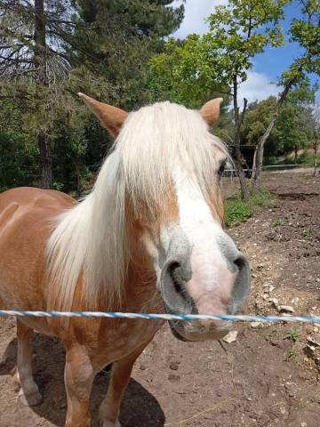 Femelle haflinger 