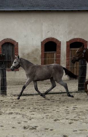 Pouliche pfs par rexter d’or