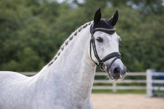  entier -pre -15 ans - dressage- france