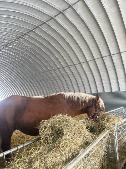 étalon comtois pp – 2 ans  – très beau modèle