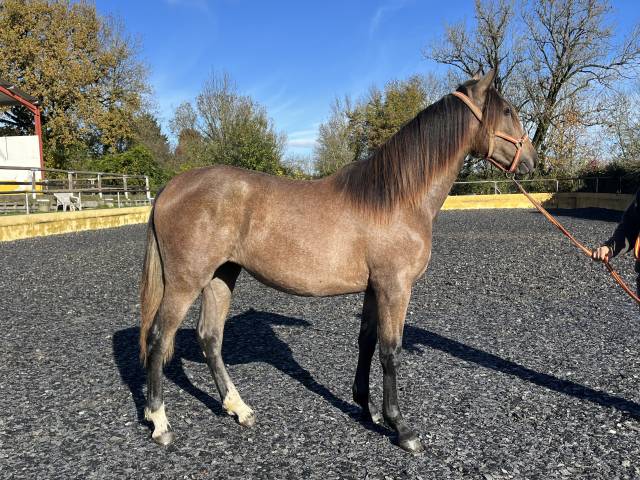 Pouliche pure race espagnole oc