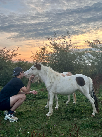 Jument miniature amha