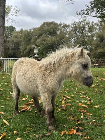 Poulain mini shetland pleins papiers