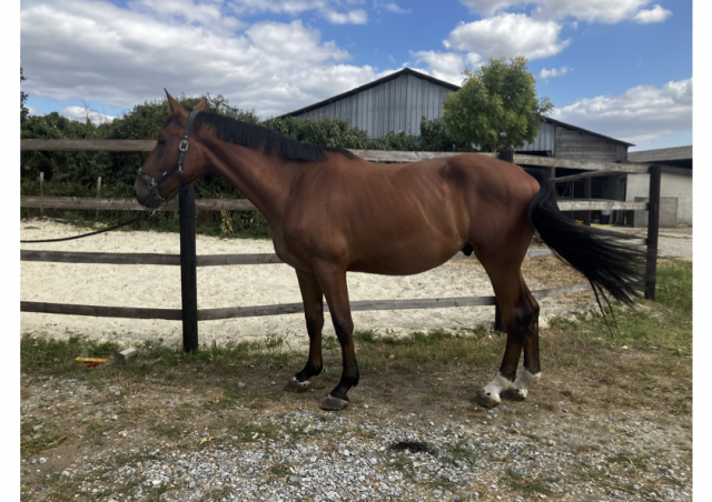 Hongre selle français cso hunter loisirs