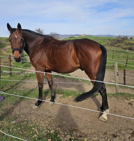 Hongre - polyvalent obstacle hunter gentil affect.