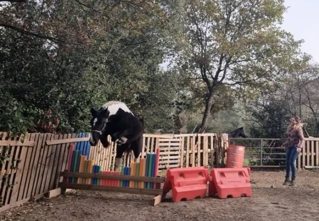 Hongre pie noir irish/frison poney cheval