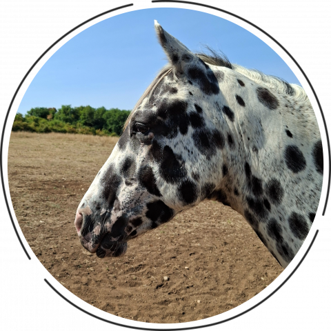 Dsr bluhawks rocky : saillie etalon appaloosa aphc et sire