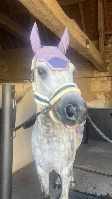 Vend poney d origine oc