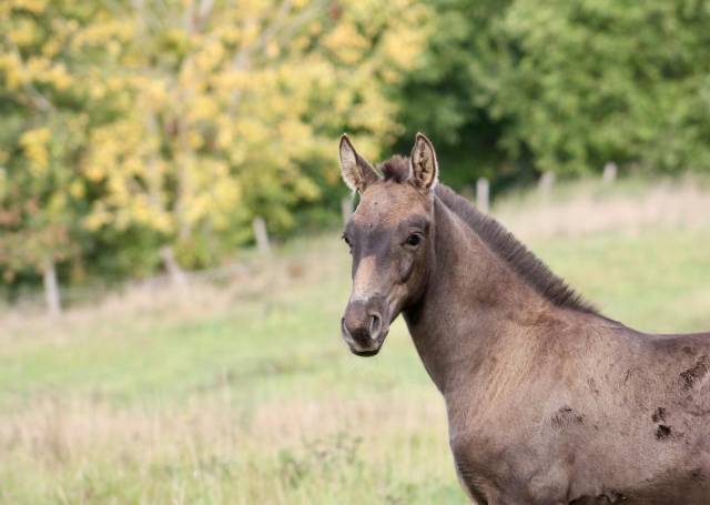 Poulain lusitanien à reserver