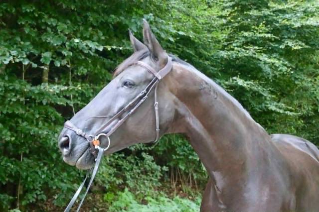 Jument de dressage 9 ans – croisement d’exception