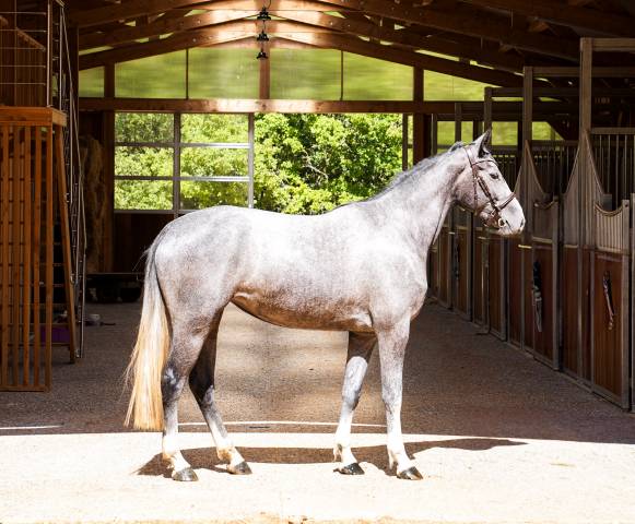 Super jument avec bel avenir