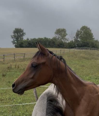 Poulain pur-sang arabe pp