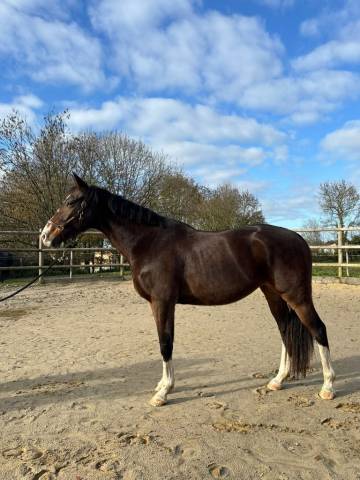 Hongre selle français 