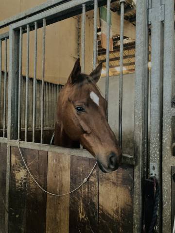 Ps de 6 ans à vendre