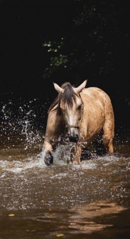 Jument 4 ans isabelle 