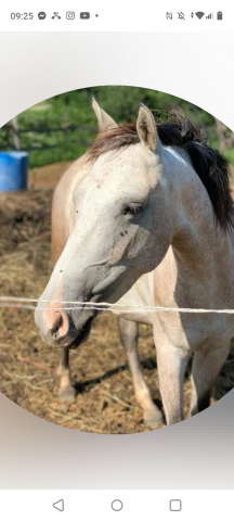 A vendre – jolie ponnette polyvalente de 6 ans