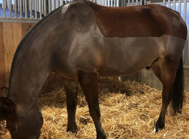 Super poney d’enfant cherche dp