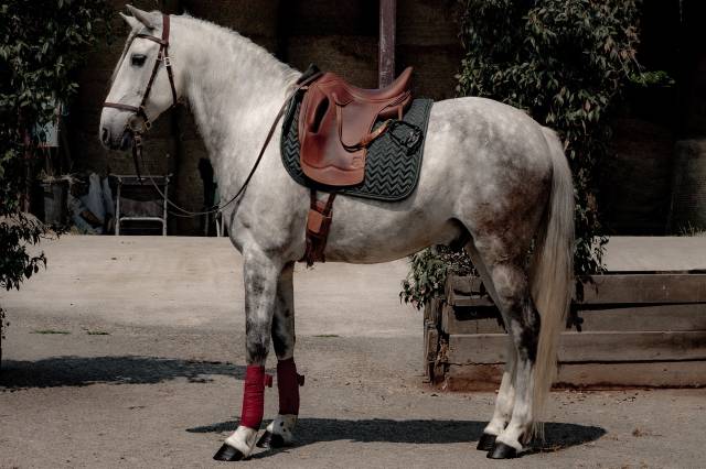 A vendre hongre portugais de 14ans