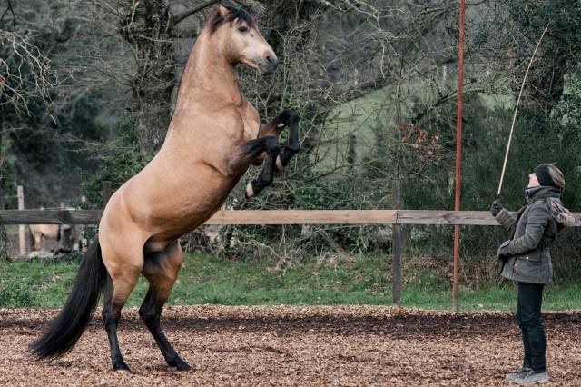 A vendre psl entier de 14 ans