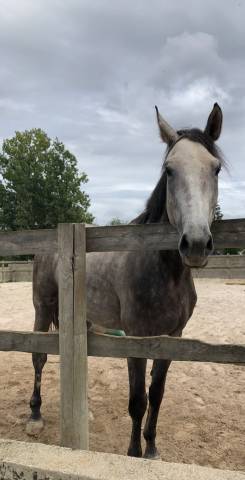 Kaprice de la varenne cheval sf 5 ans