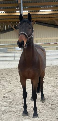 hongre 11 ans top amateur !