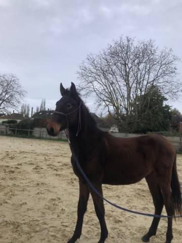 Poulain onc espagnol 1 an